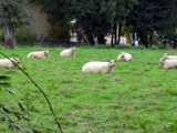 cliquer pour agrandir